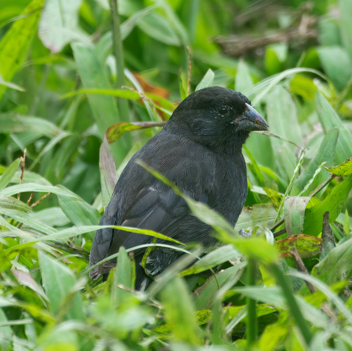 Pinzón de Darwin Fuliginoso - ML645115529