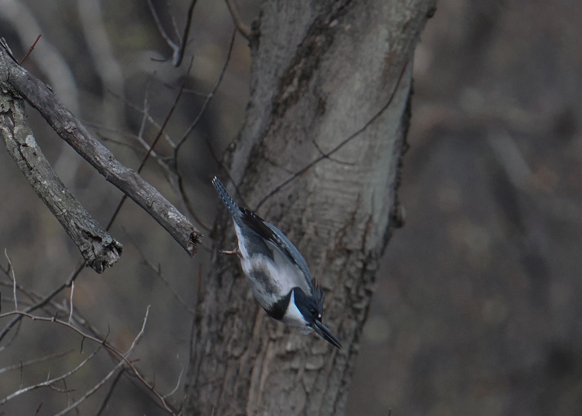 Martín Gigante Norteamericano - ML645115531