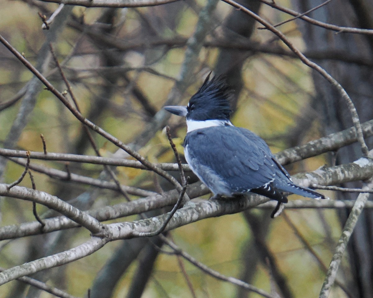 Belted Kingfisher - ML645115542
