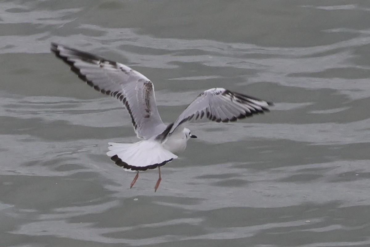 racek Bonapartův - ML645115546