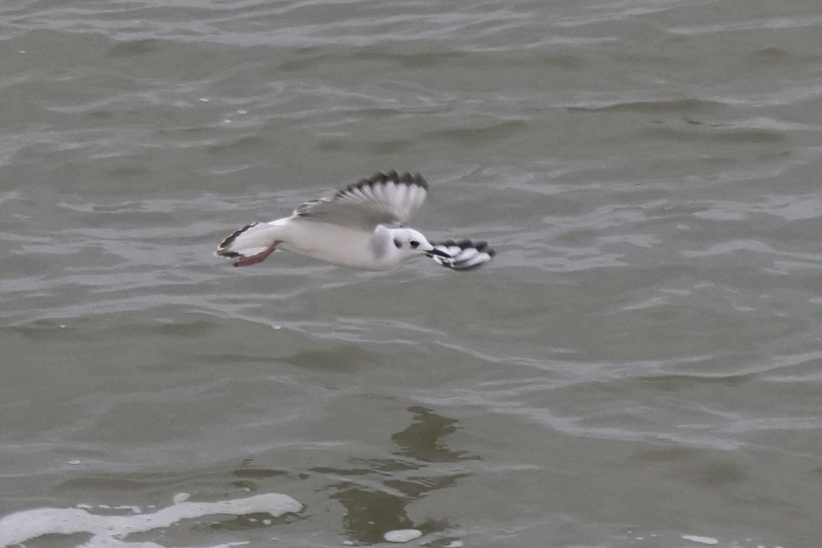 racek Bonapartův - ML645115547