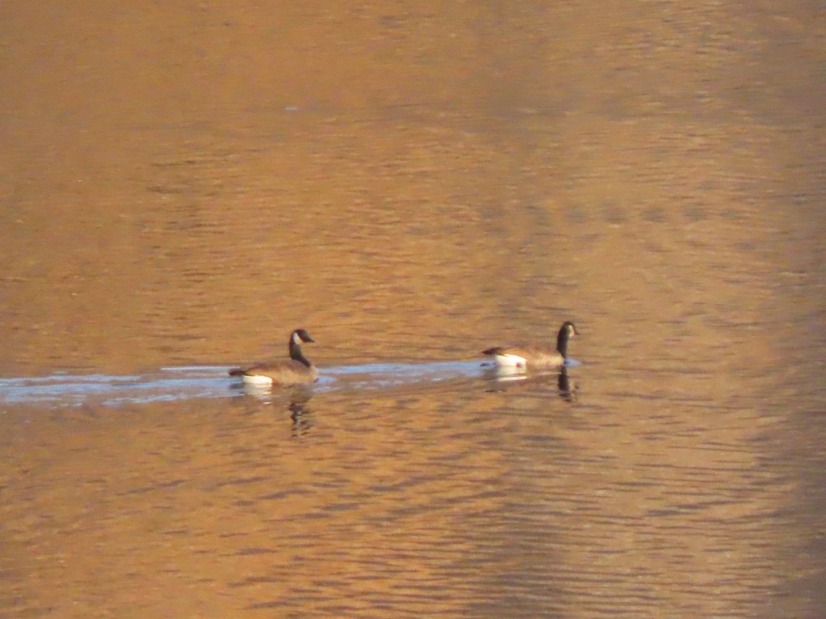 berneška velká - ML645115549