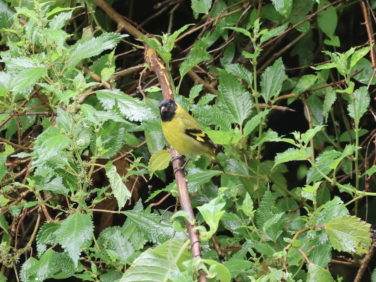 Hooded Siskin - ML645115553