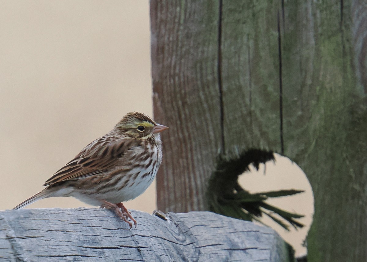 Savannah Sparrow - ML645115557
