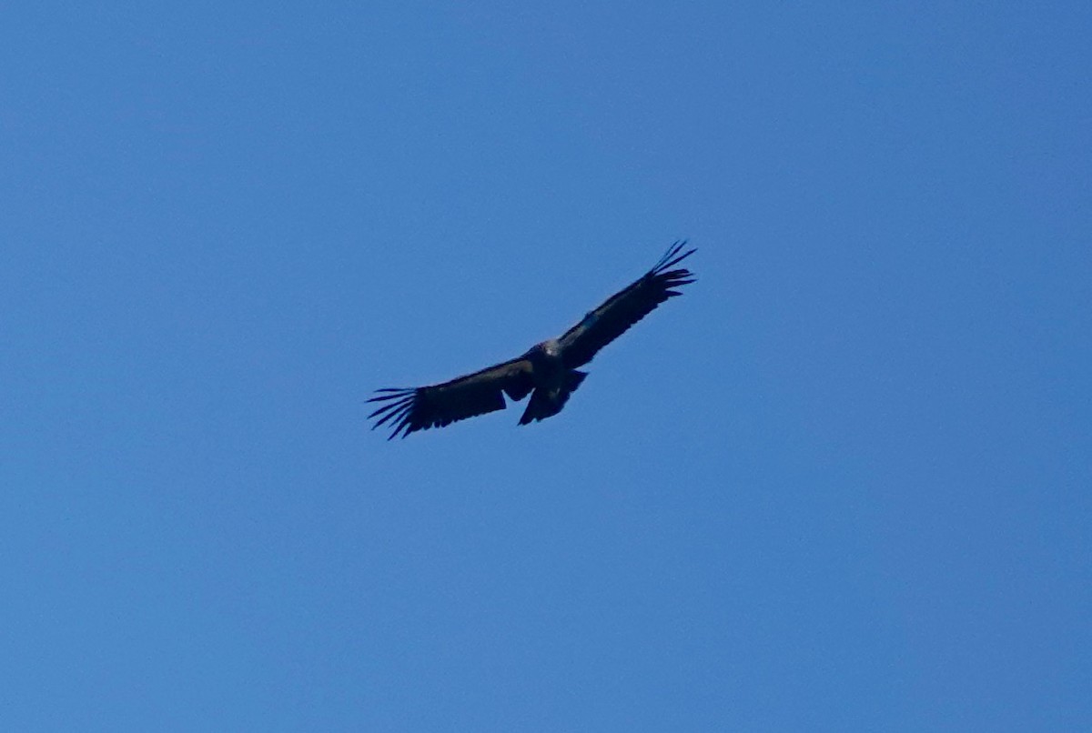 California Condor - ML645115561