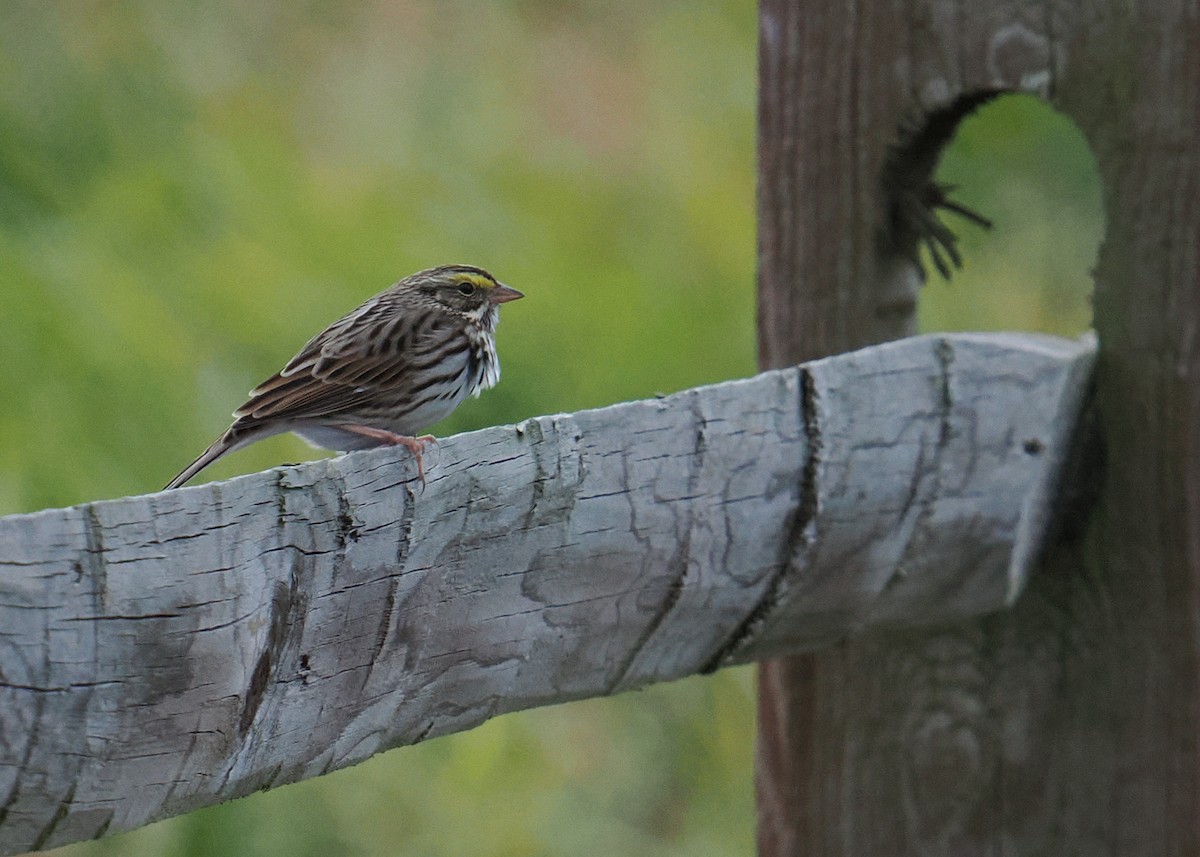 Savannah Sparrow - ML645115563