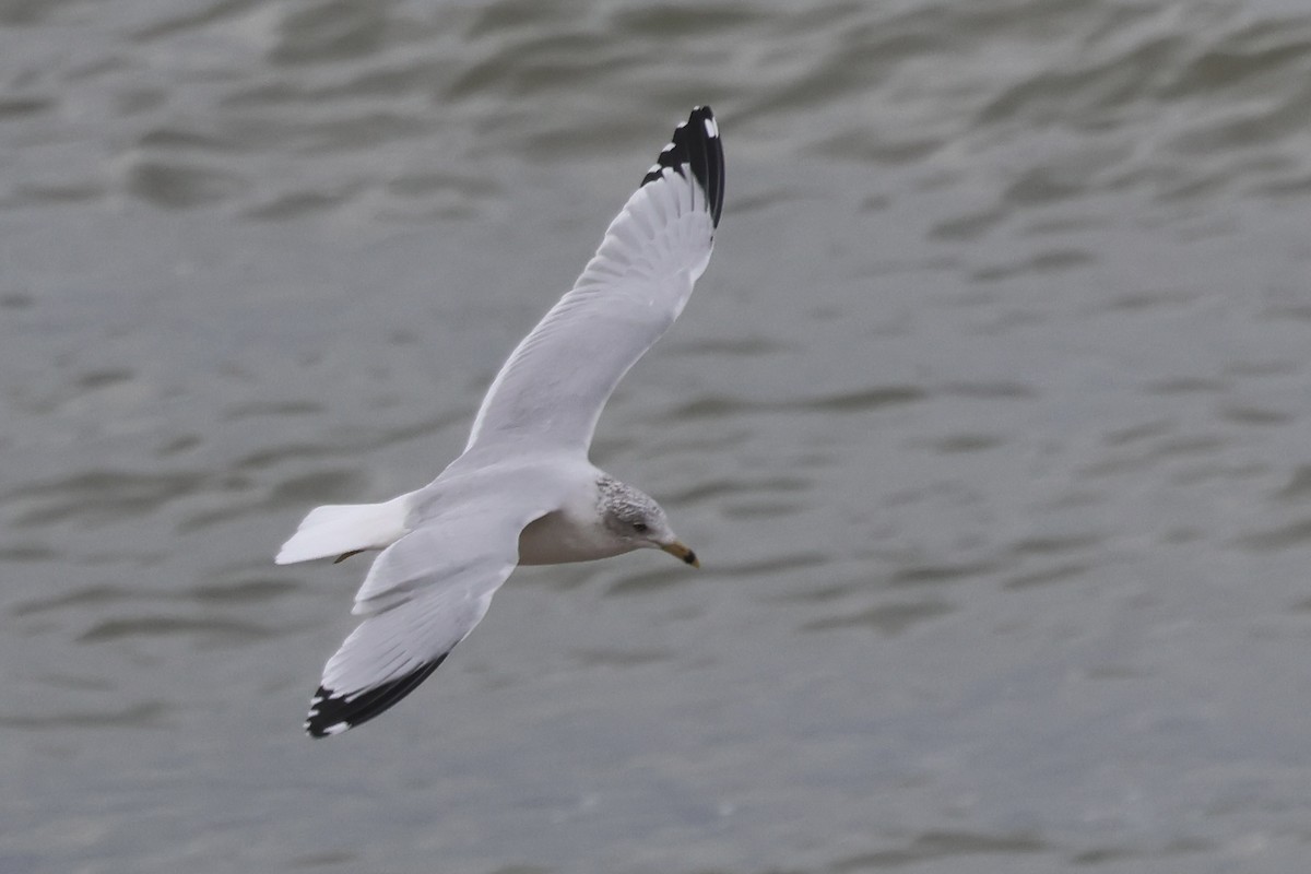 racek kroužkozobý - ML645115574