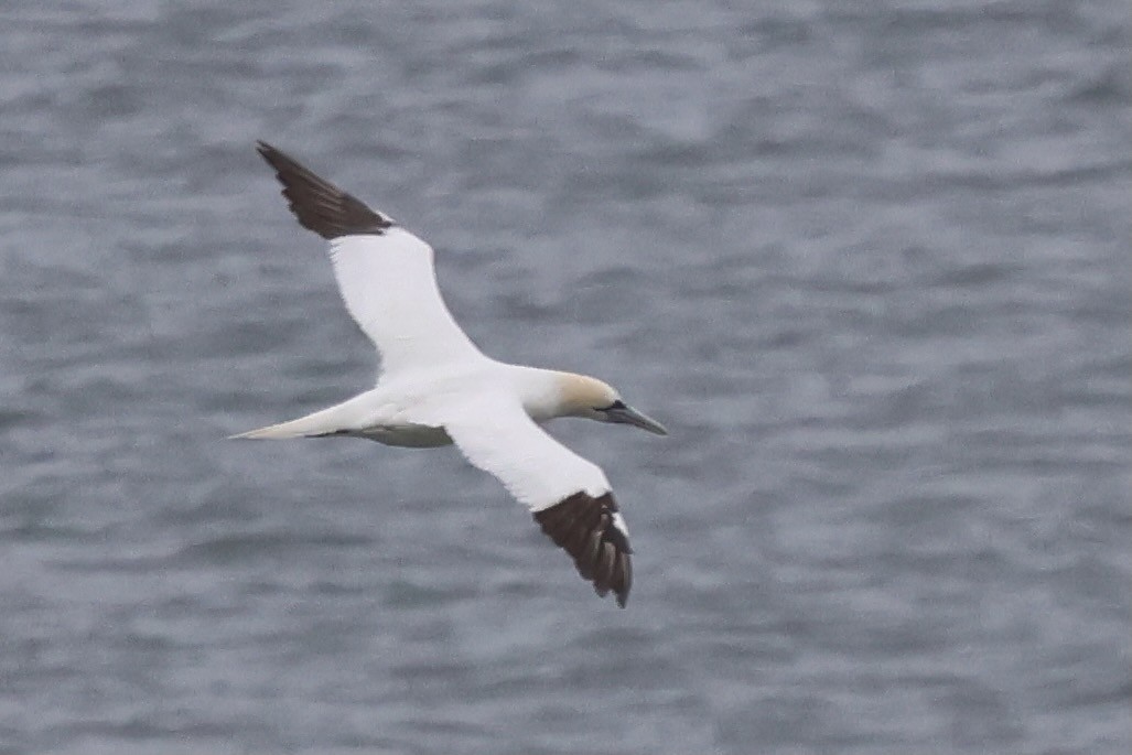 terej bílý - ML645115581