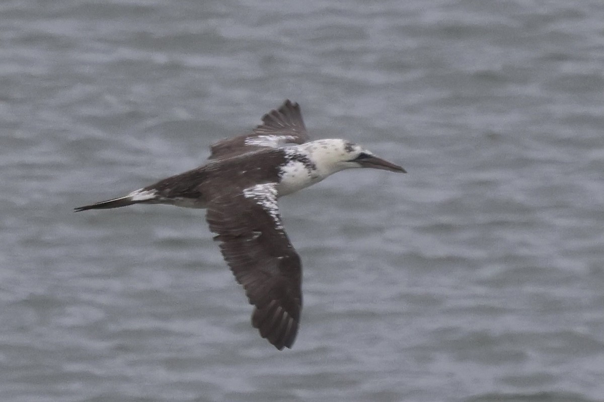 terej bílý - ML645115582