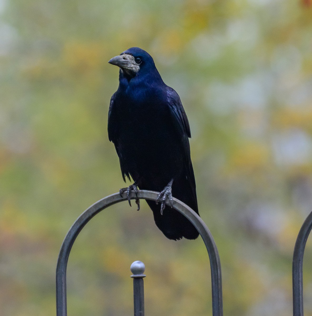 Ekin Kargası - ML645115606