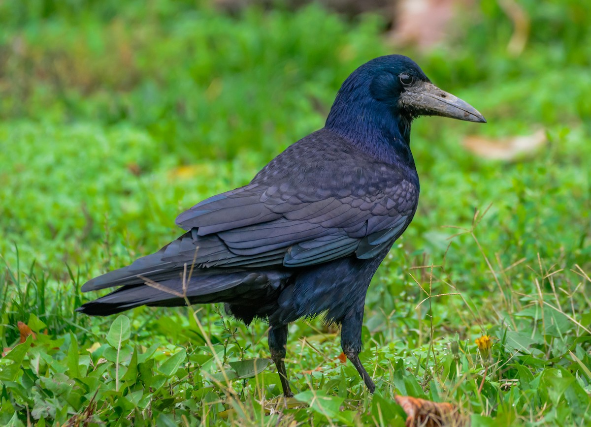 Ekin Kargası - ML645115611