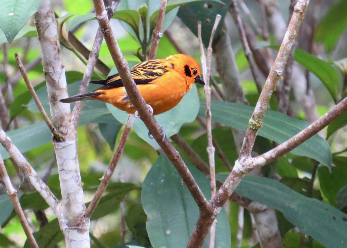 Golden Tanager - ML645115624