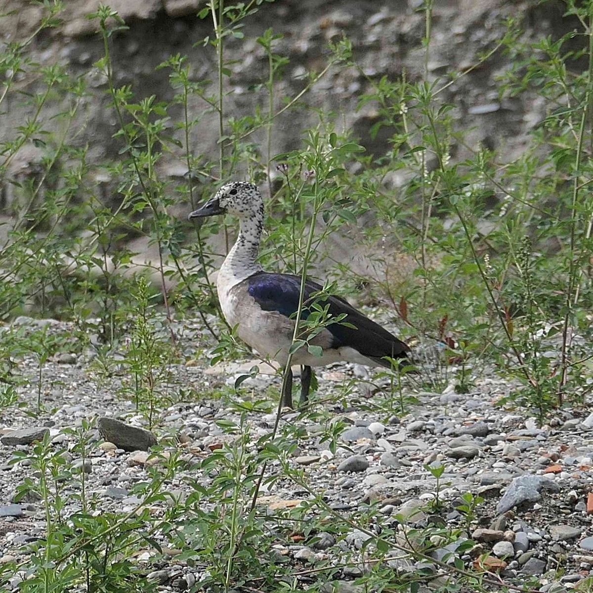 Comb Duck - ML645115632