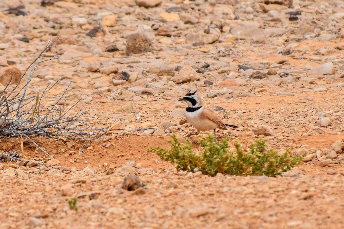 Çöl Kulaklı Toygarı - ML645115652