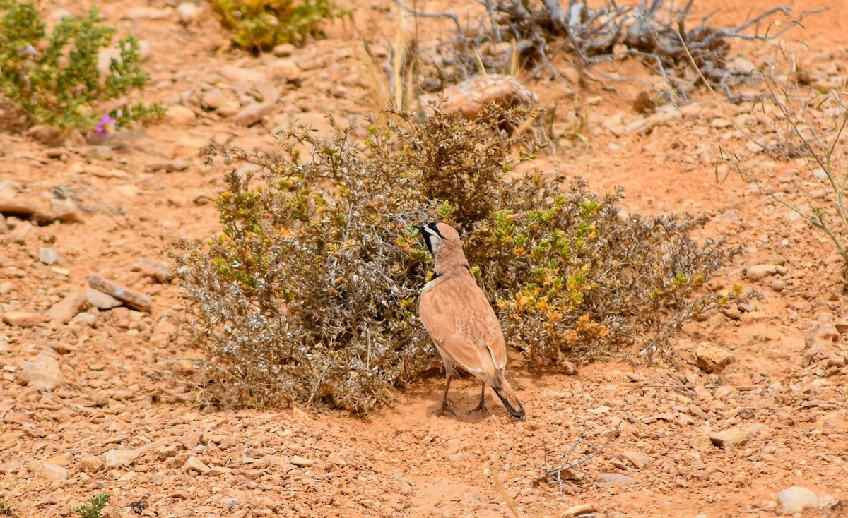 Çöl Kulaklı Toygarı - ML645115659