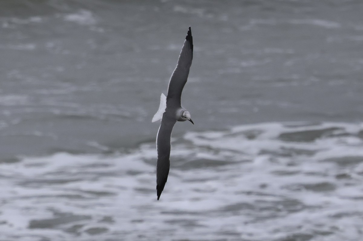 racek karibský - ML645115679