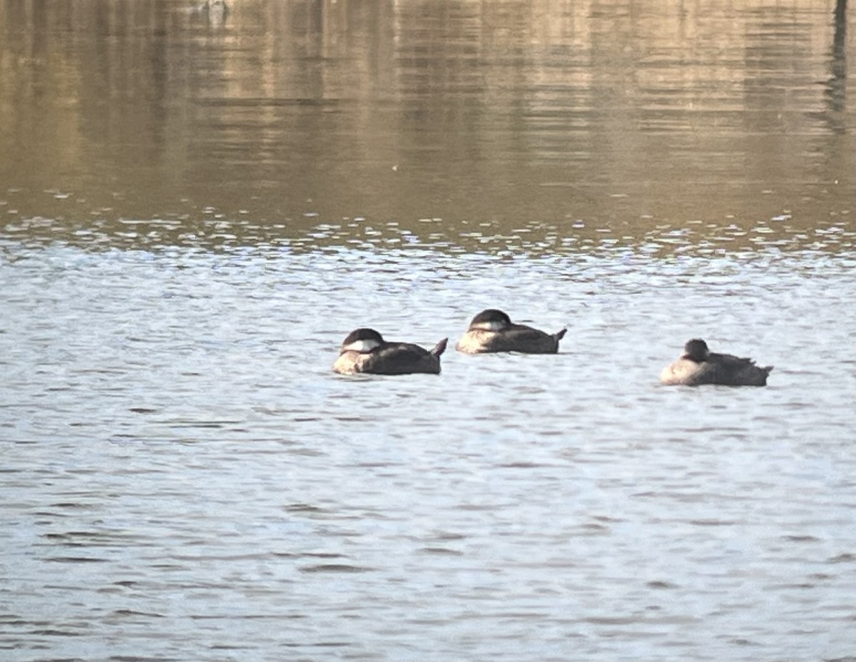 Black Scoter - ML645115683