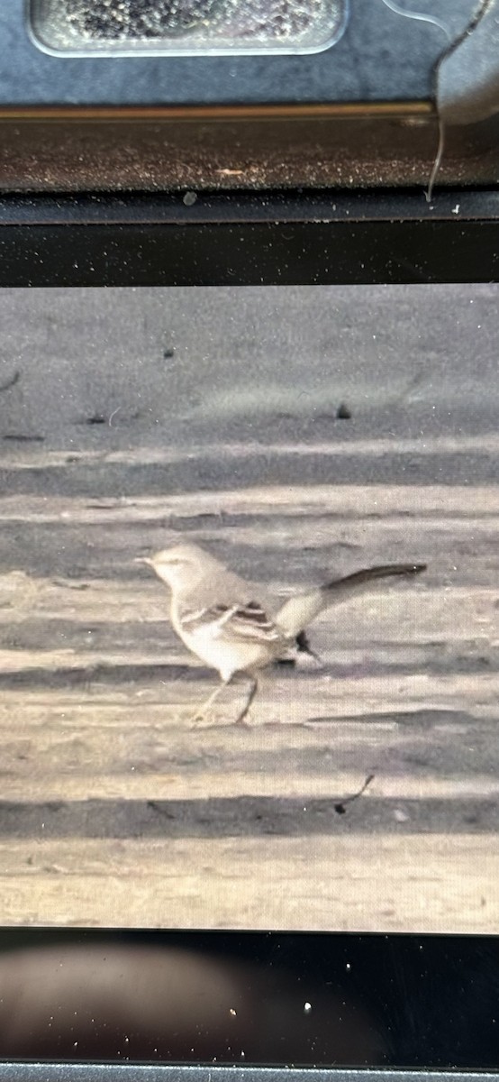 Northern Mockingbird - ML645115684