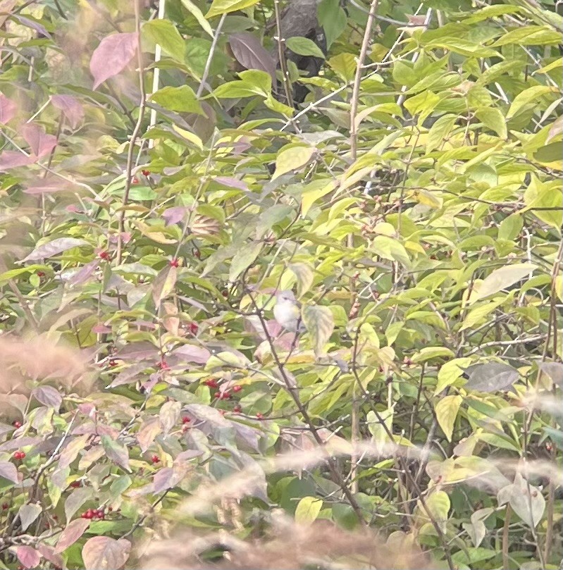 סבכון חכלילי - ML645115690