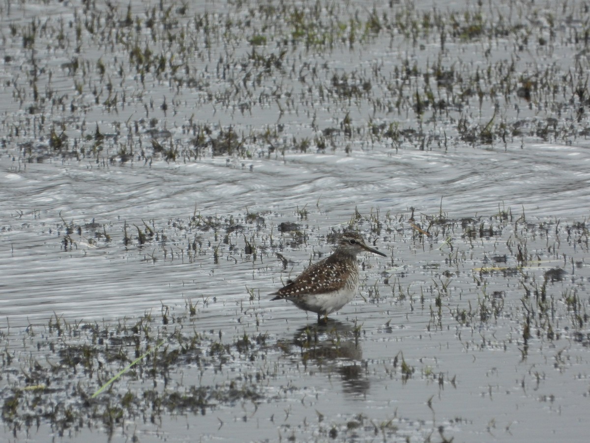 タカブシギ - ML645115691