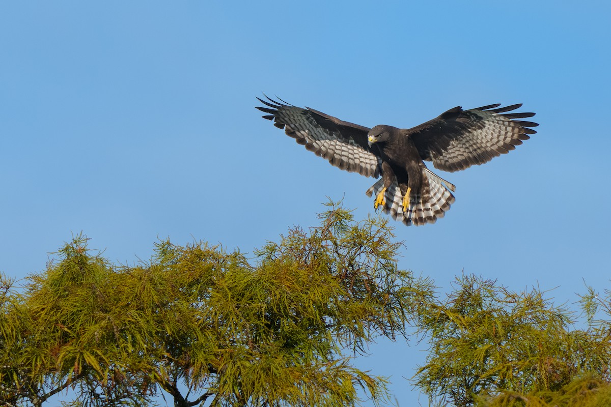 Short-tailed Hawk - ML645115704