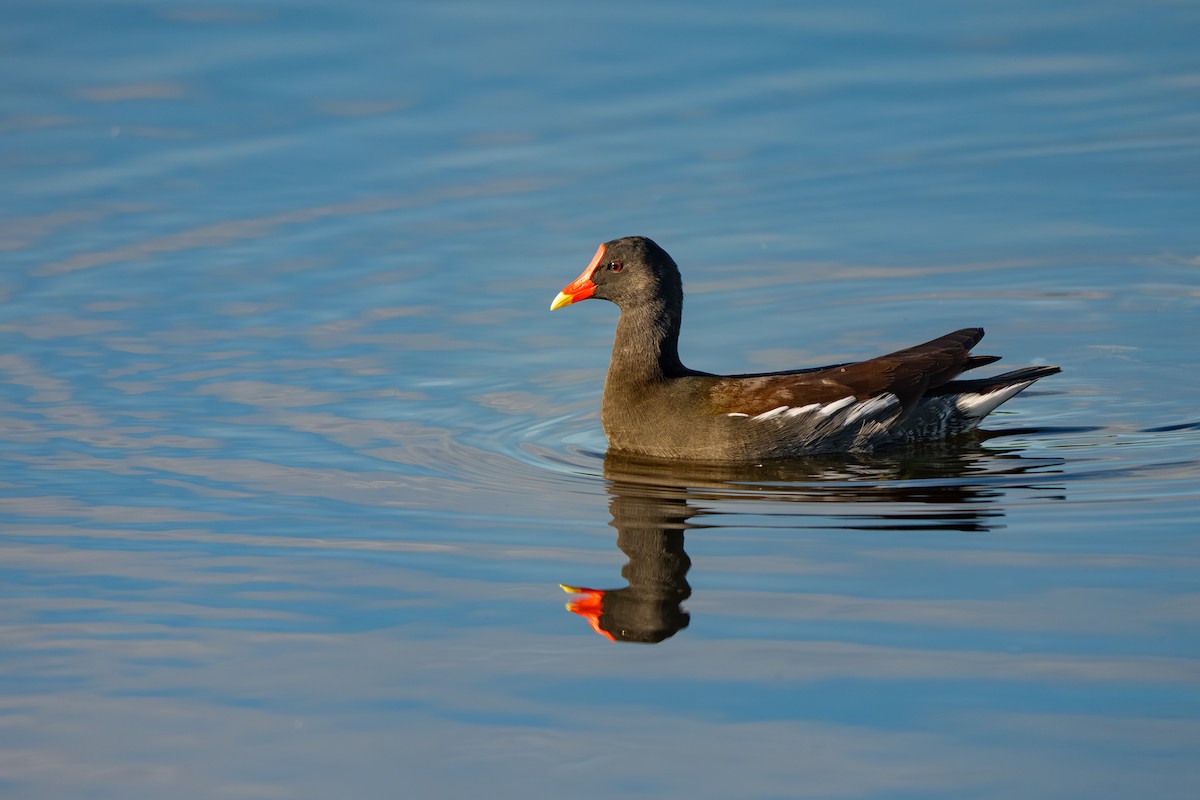 アメリカバン - ML645115705