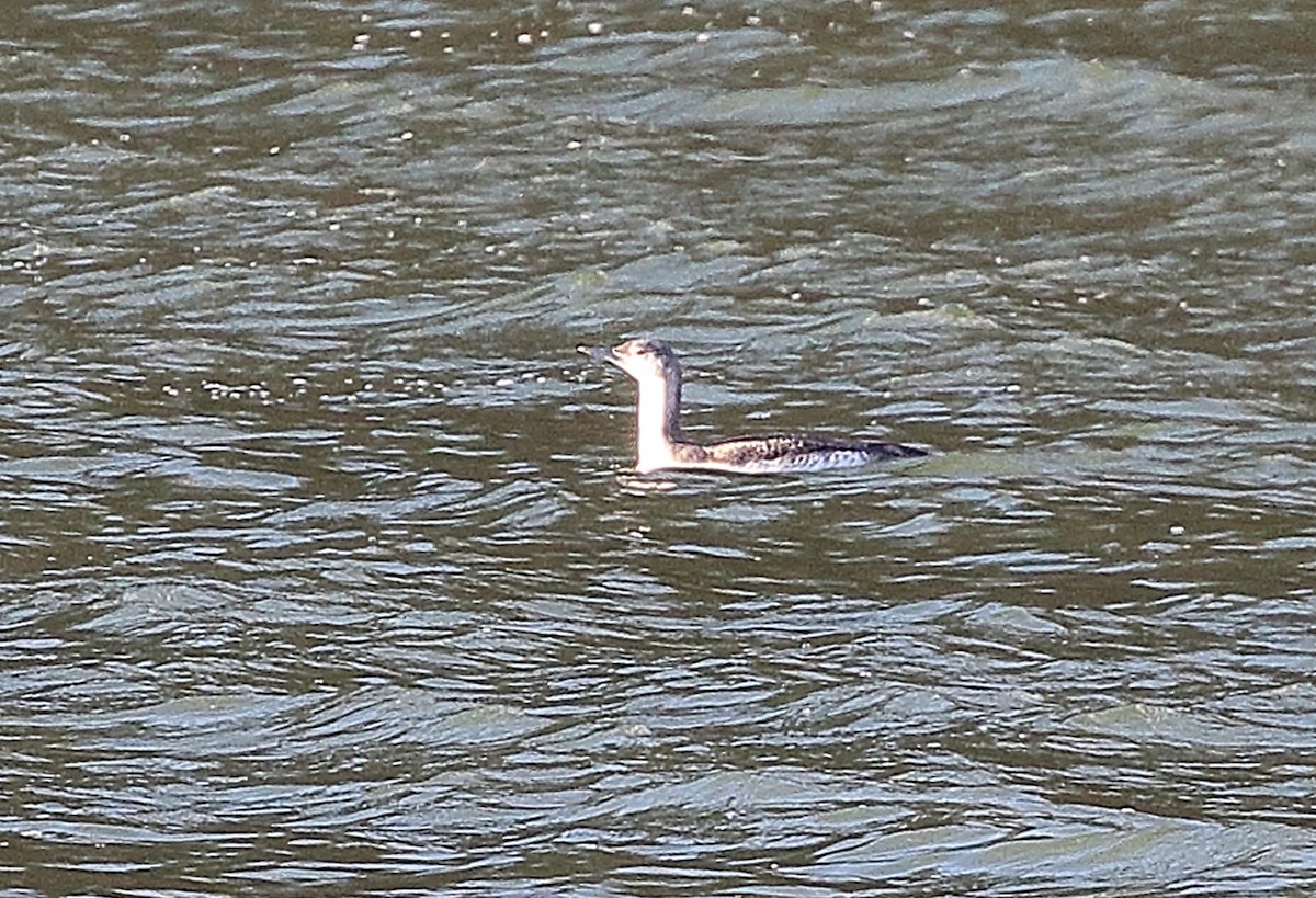 Red-throated Loon - ML645115711