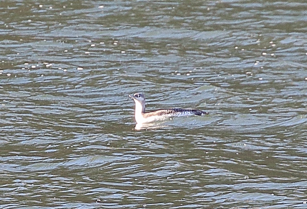 Red-throated Loon - ML645115712