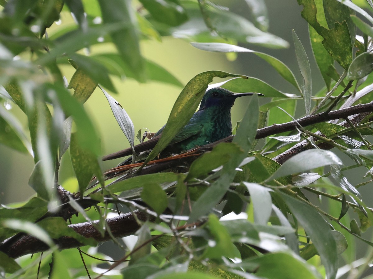 fiolørekolibri - ML645115717