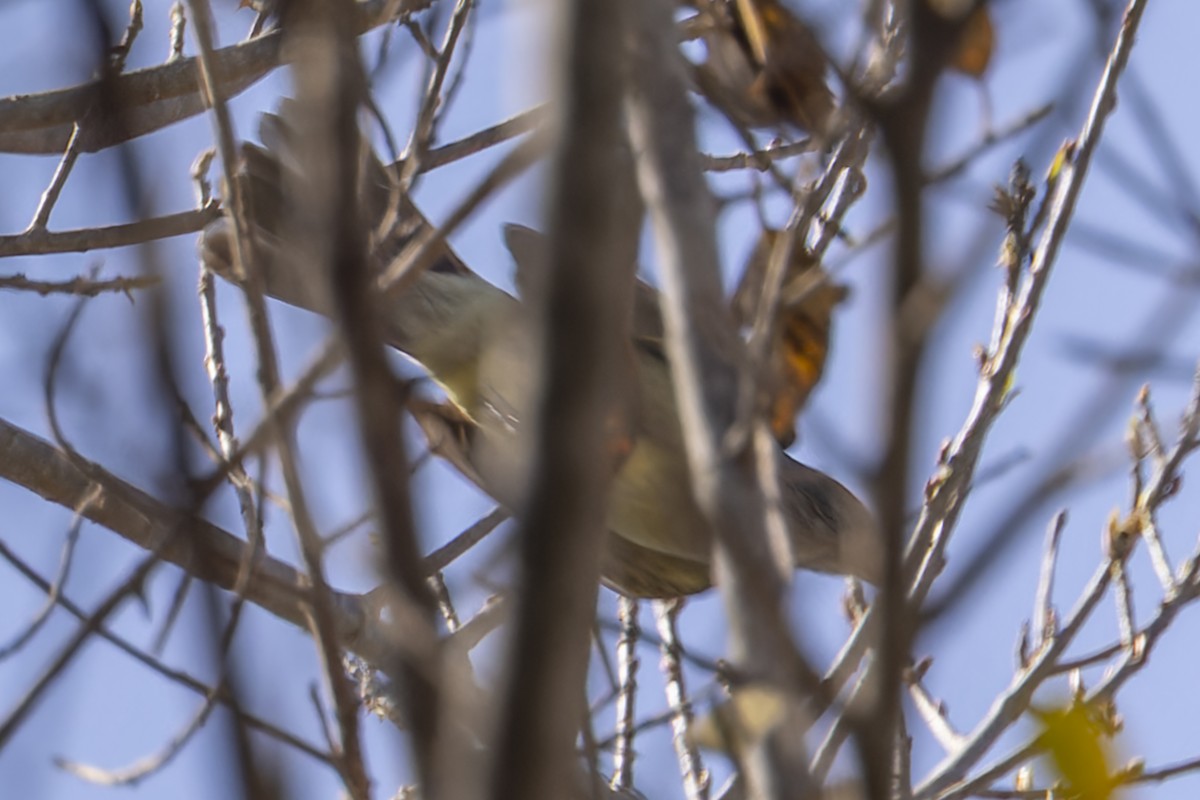 Yellow-bellied Elaenia - ML645115718