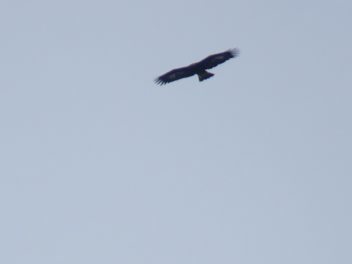 Golden Eagle - ML645115729