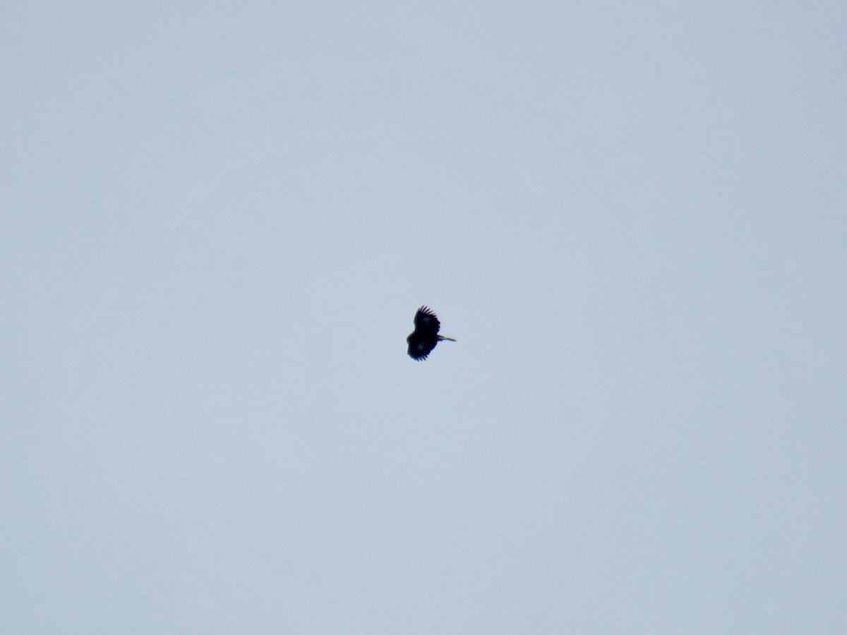 Golden Eagle - ML645115730