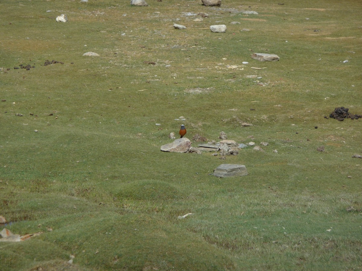 White-winged Redstart - ML645115736