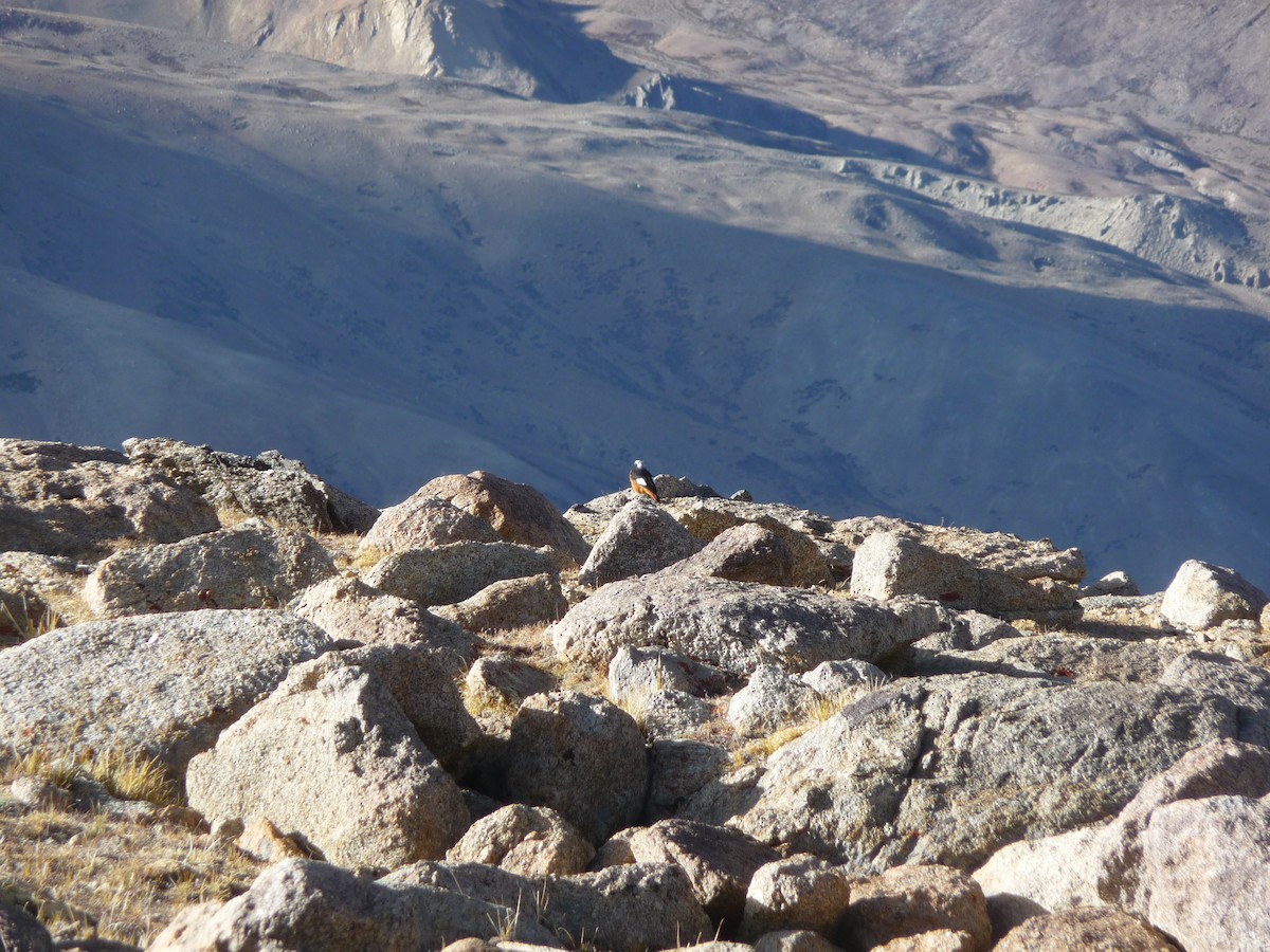 White-winged Redstart - ML645115737