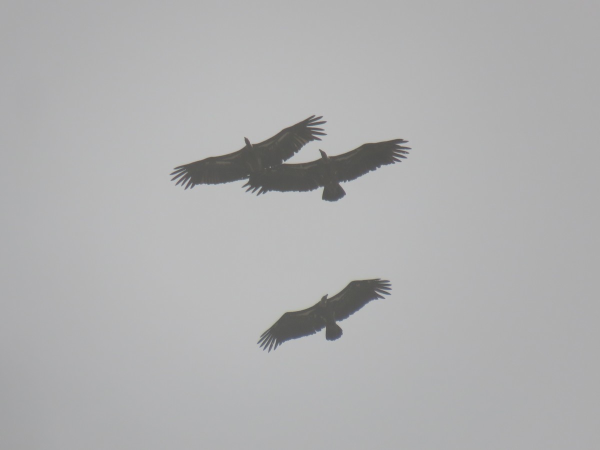 sup krahujový - ML645115746