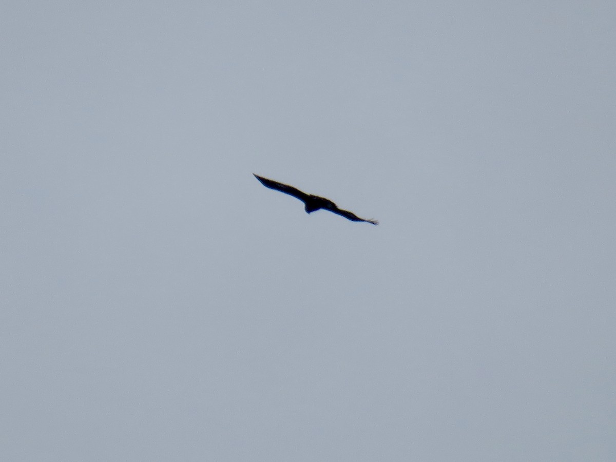 Golden Eagle - ML645115749