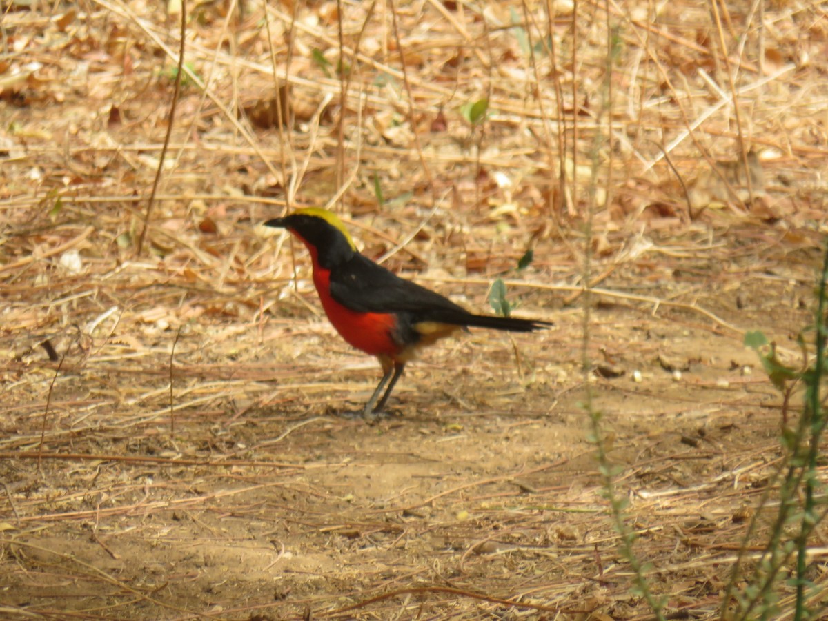 Yellow-crowned Gonolek - ML645115772