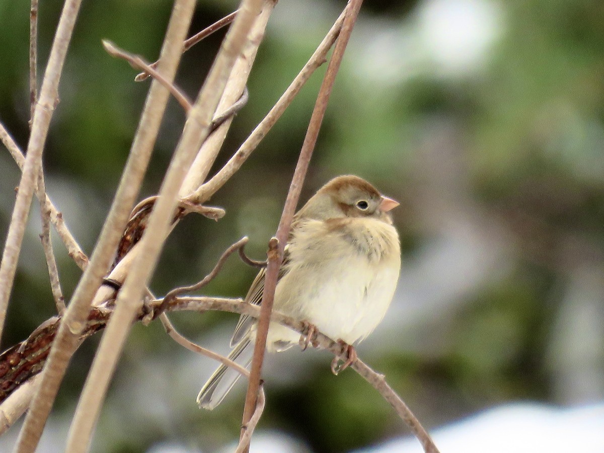 Field Sparrow - ML645115773