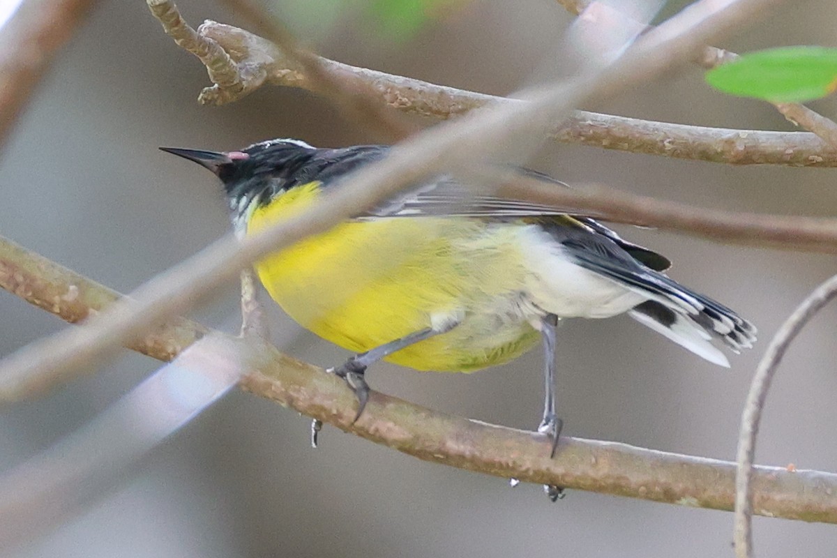 Sucrier à ventre jaune - ML645115775
