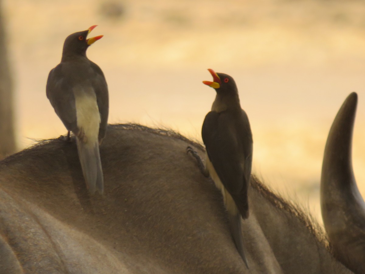 Yellow-billed Oxpecker - ML645115786