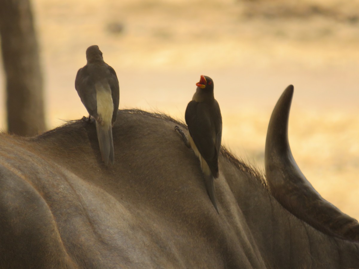Yellow-billed Oxpecker - ML645115787