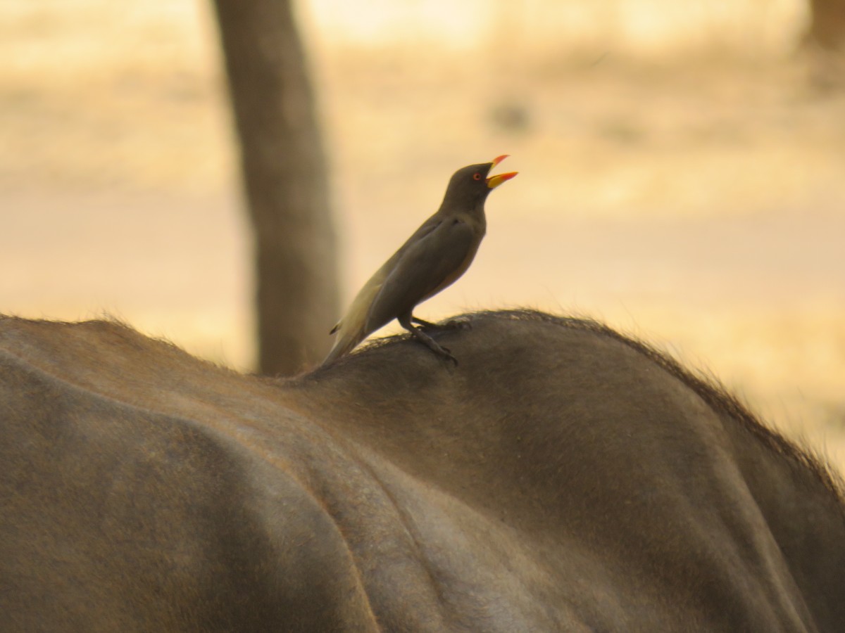 Yellow-billed Oxpecker - ML645115789