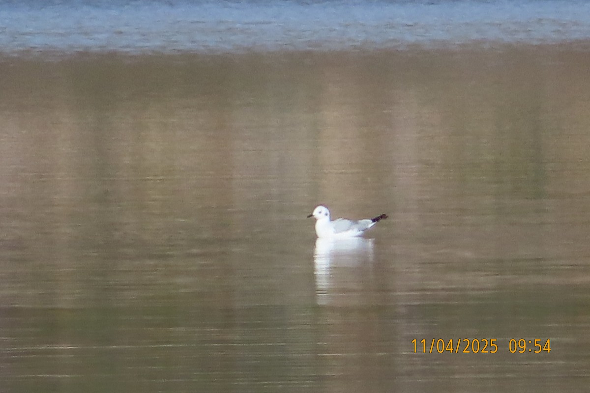 Bonaparte's Gull - ML645115790