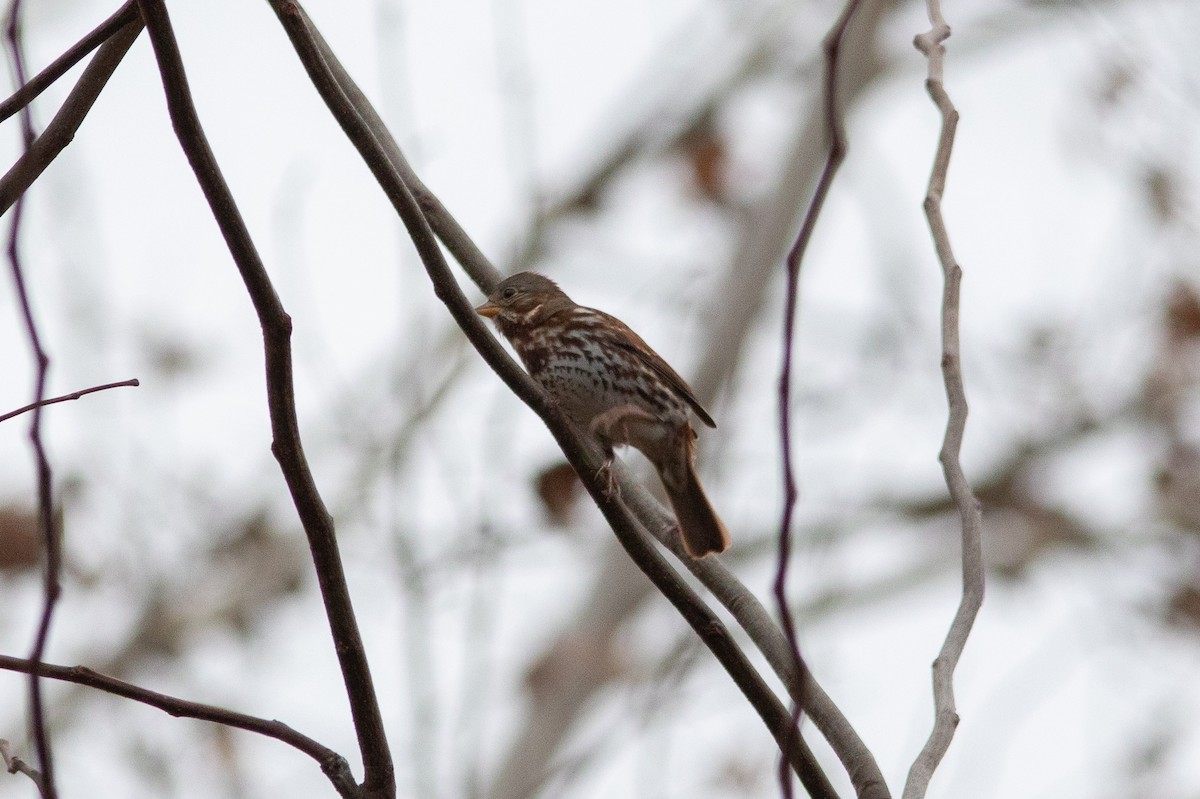 Fox Sparrow - ML645115797