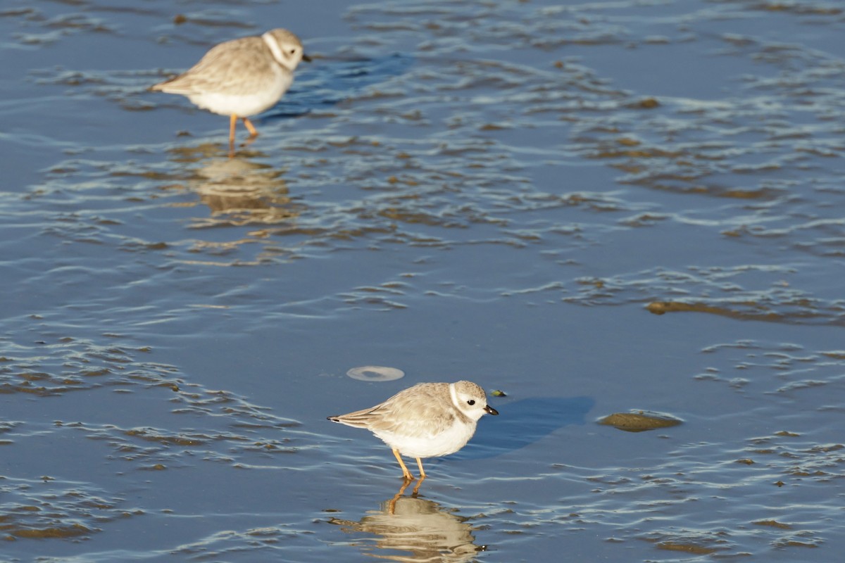 Piping Plover - ML645115810