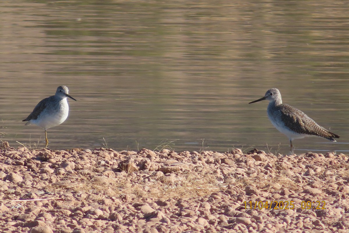 Greater Yellowlegs - ML645115811