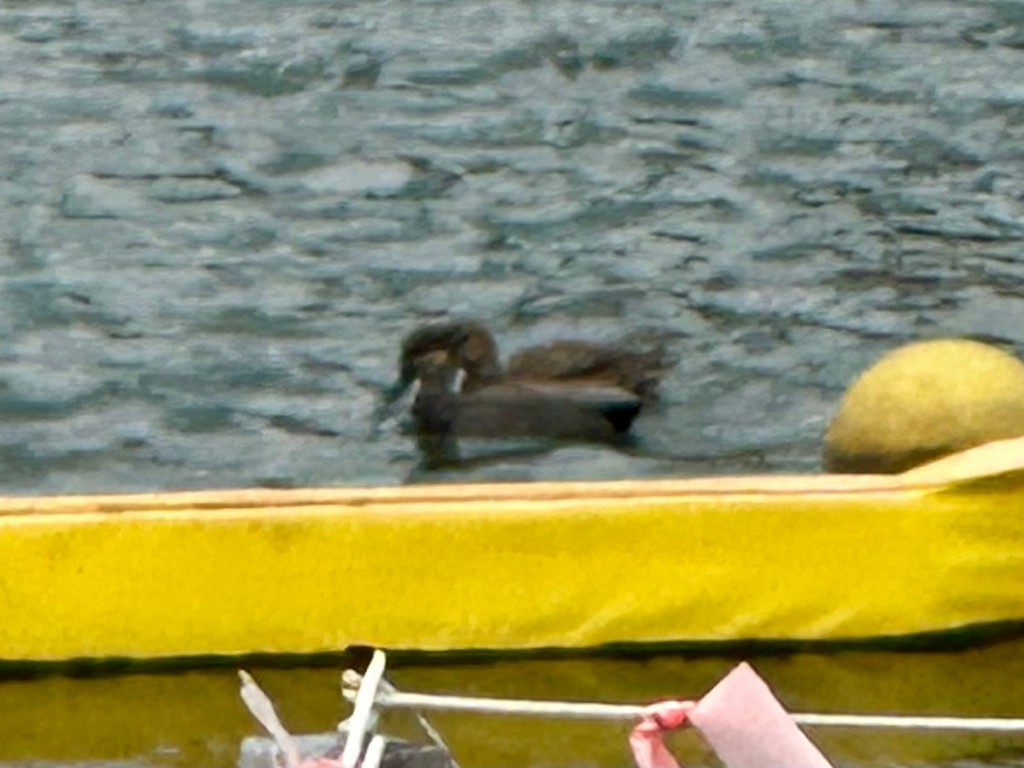 Ipar-ahatea - ML645115812