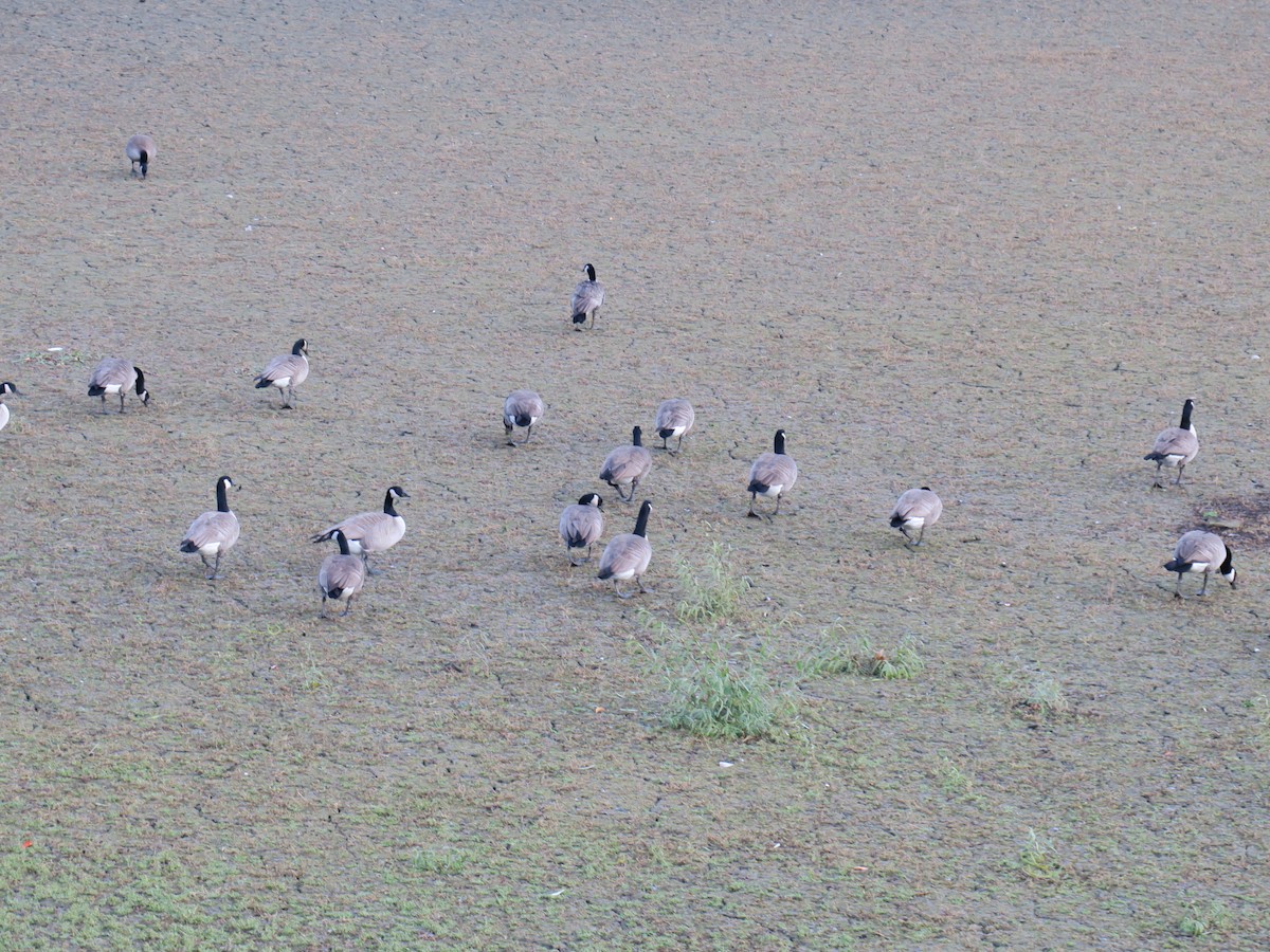 berneška velká - ML645115815