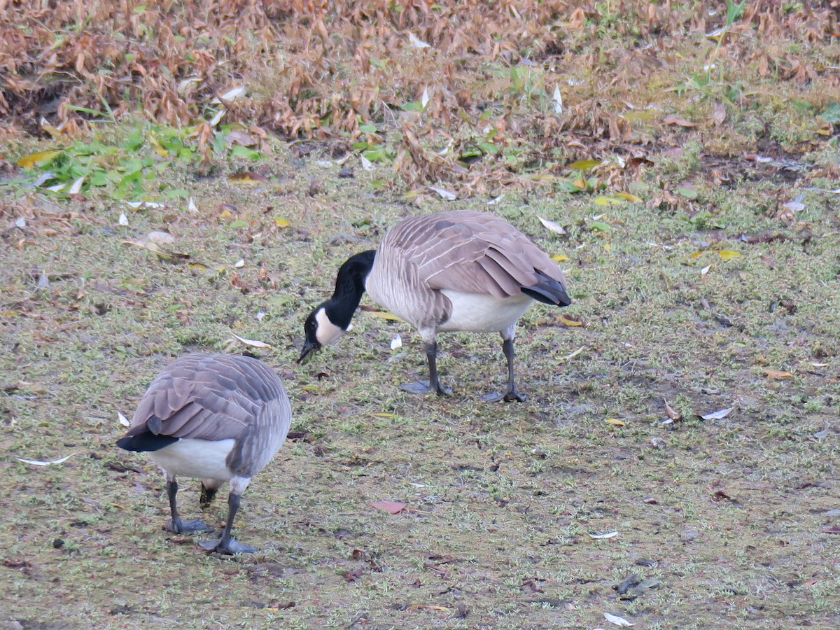 berneška velká - ML645115816