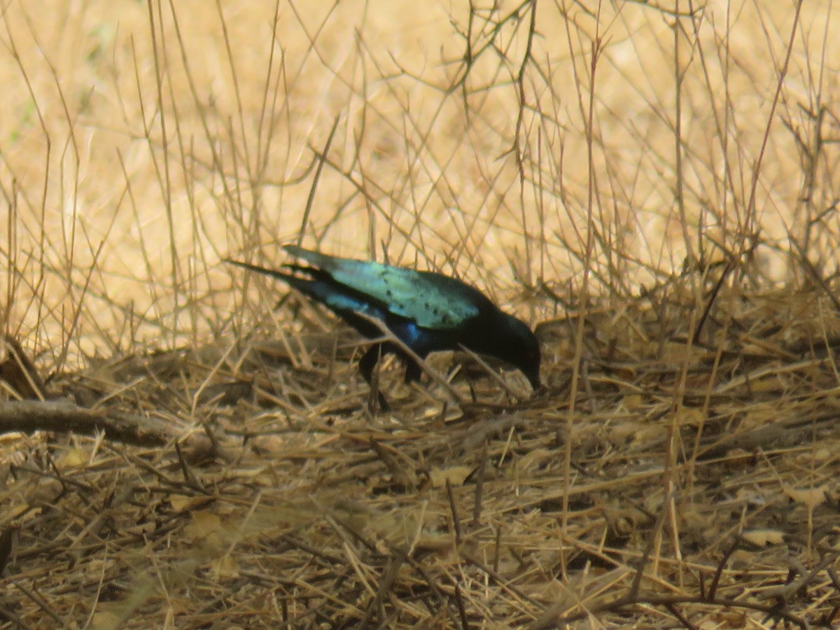 blåøreglansstær - ML645115819